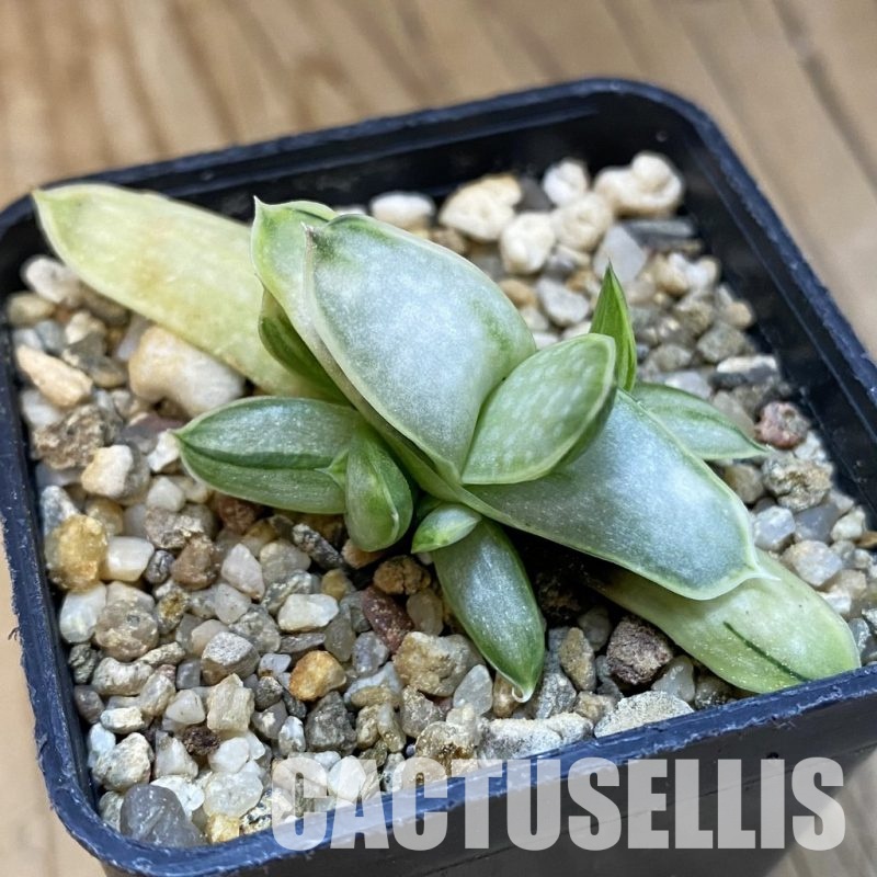 SH32650 Gasteria 'Sakura Fuji'