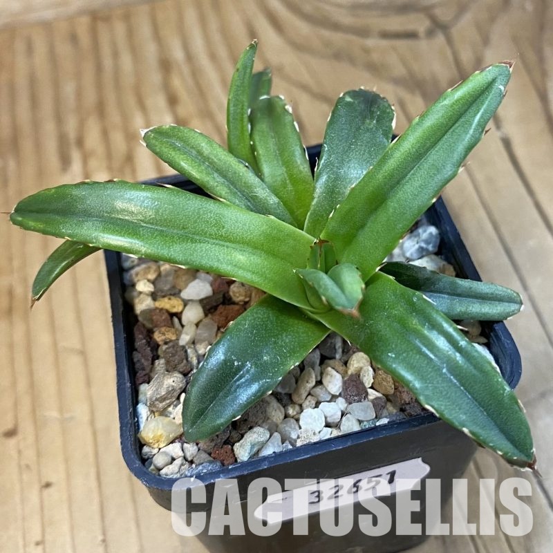 SH32651 Agave victoriae-reginae