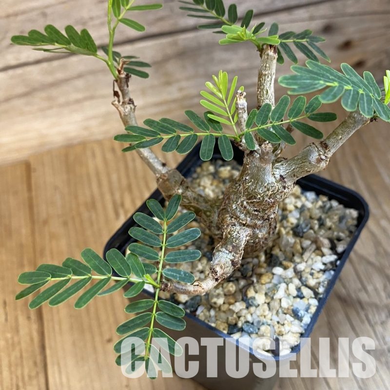 SH32652 Senna meridionalis