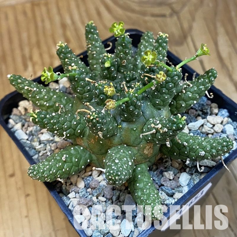 SH32653 Euphorbia gamkensis