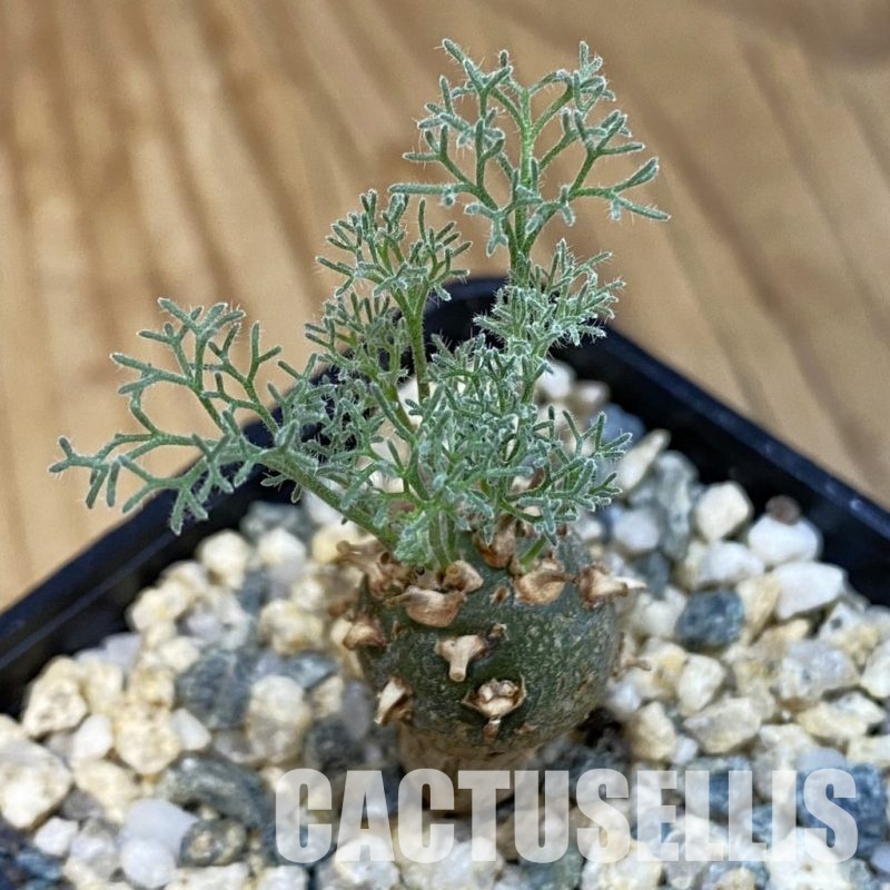 SH32654 Sarcocaulon peniculinum