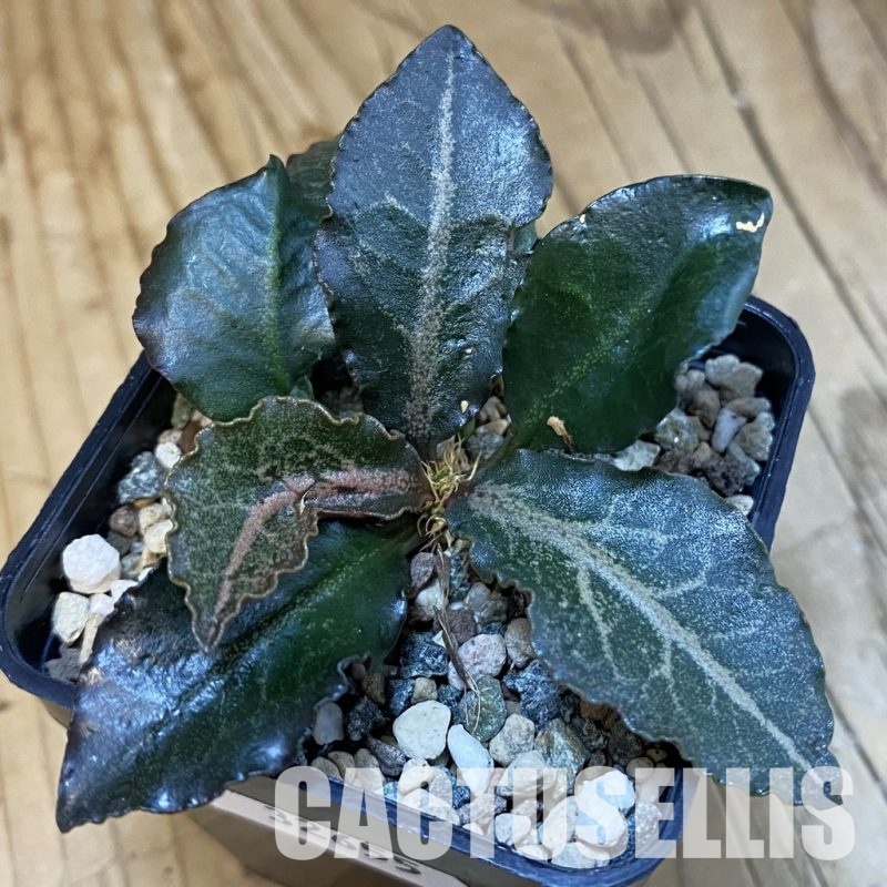 SH32655 Euphorbia francoisii hybrid