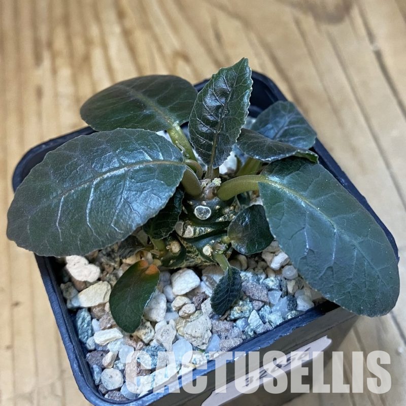 SH32656 Dorstenia foetida