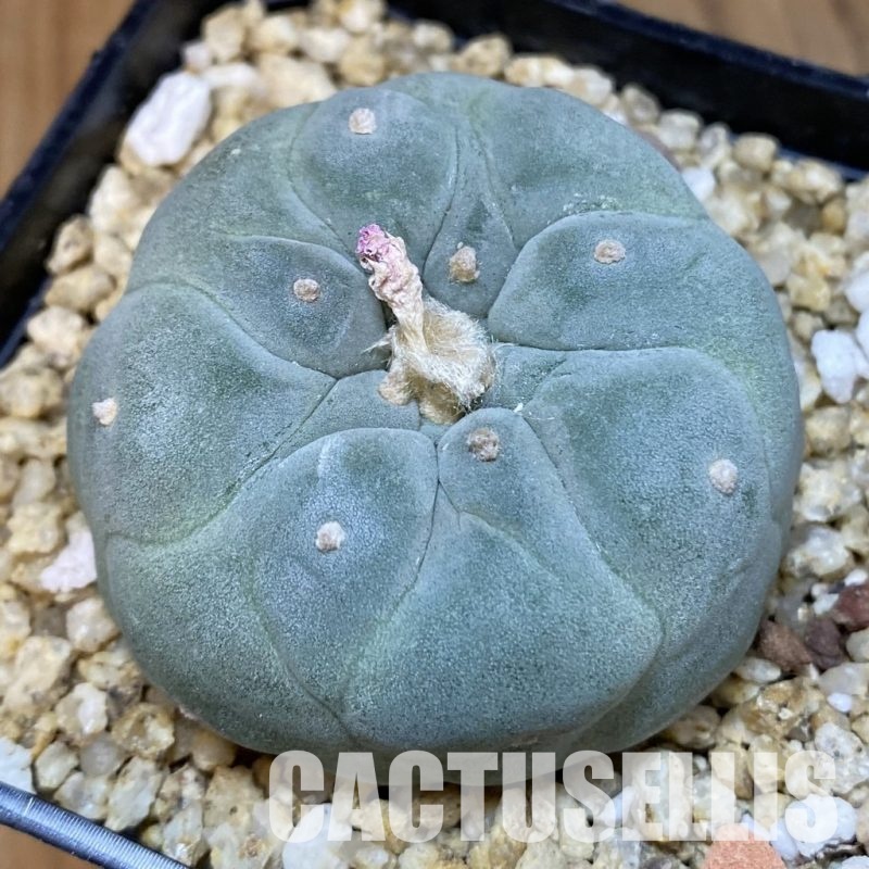 SH32591 Anhalonium frichii ‘Yatagai’ hybrid, seedling, own roots