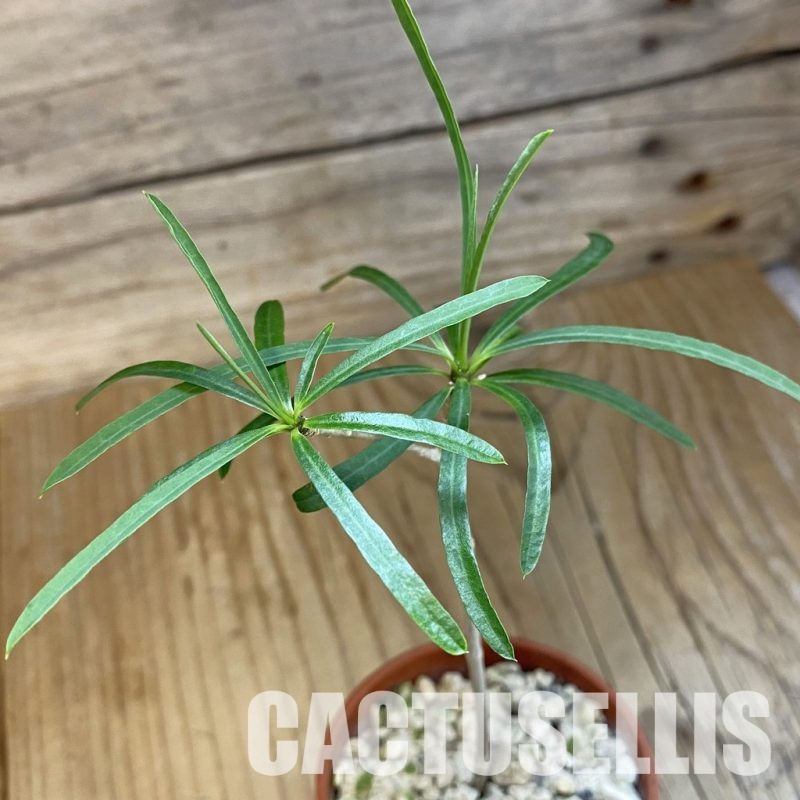 SH32657 Euphorbia hedyotoides