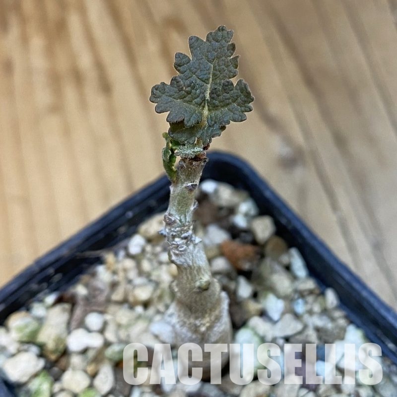 SH32658 Boswellia bullata