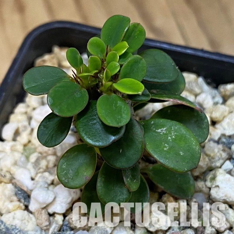 SH32659 Euphorbia milii f. cristata