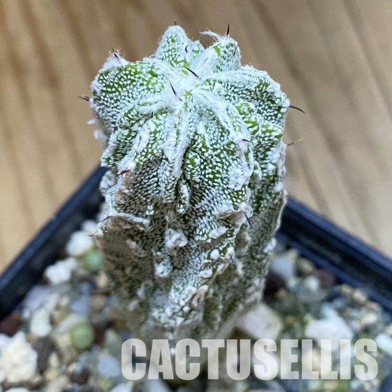 SH32597 Astrophytum myriostigma ‘Fukuryu’