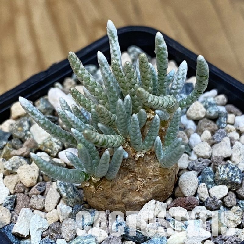 SH32660 Avonia alstonii