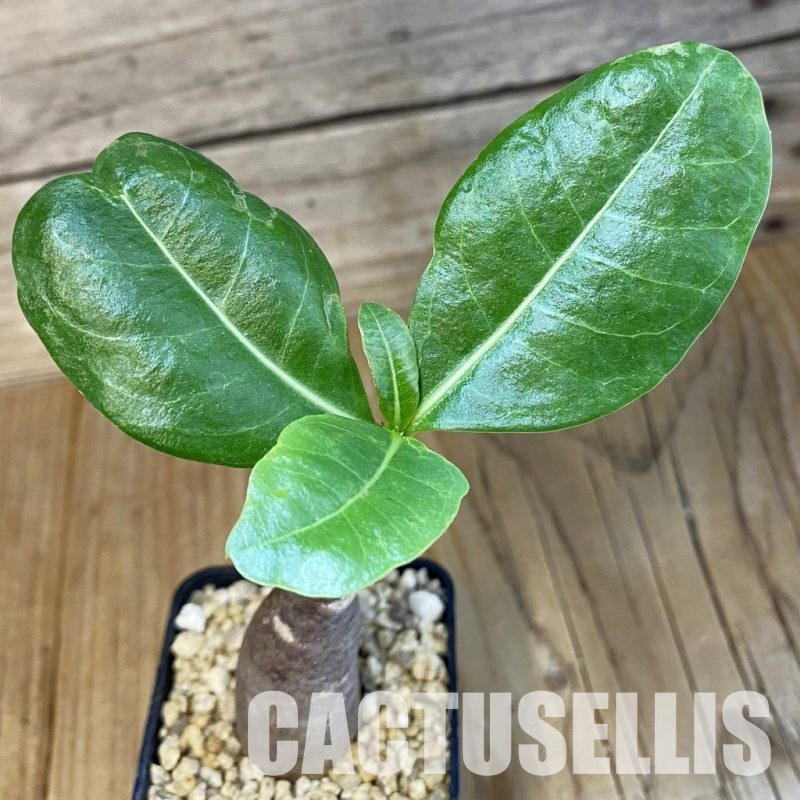 SH32661 Adenium arabicum ‘Black Body’