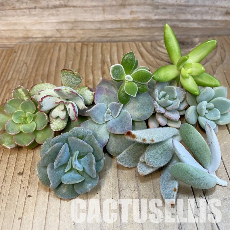 SH32662 Succulents mix, cuted