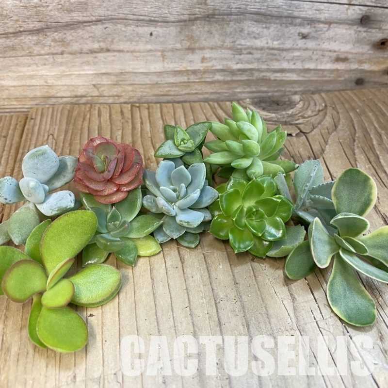 SH32663 Succulents mix, cuted