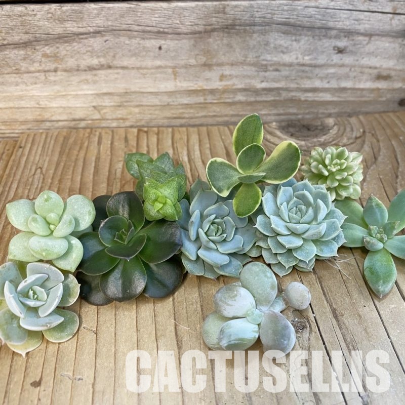 SH32664 Succulents mix, cuted