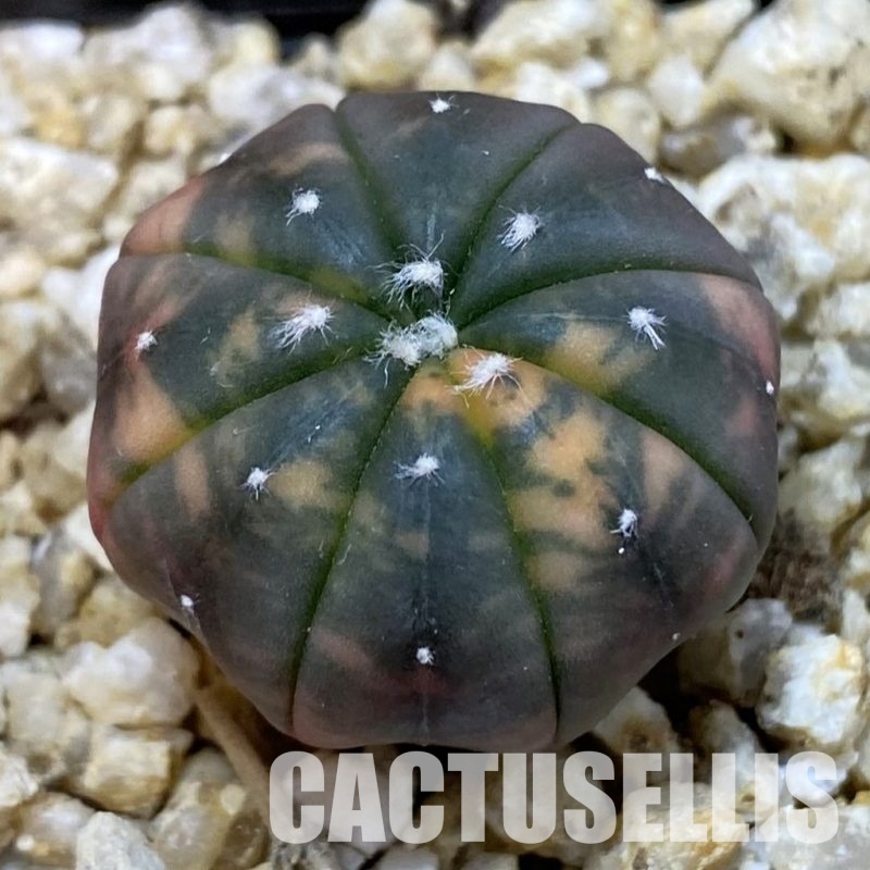 SH32598 Astrophytum asterias ‘Red Purple Skin’ f. variegata