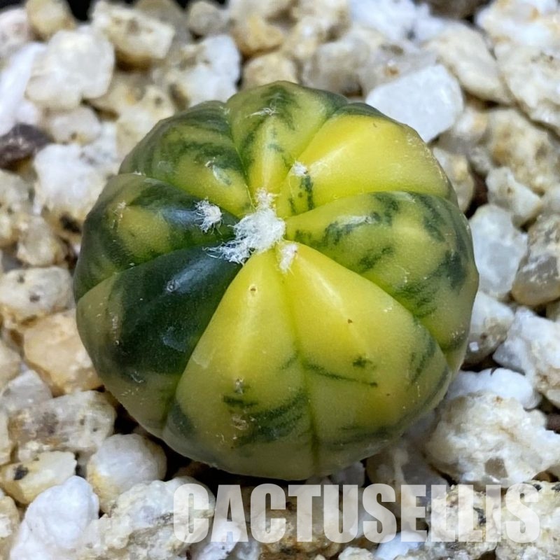 SH32599 Astrophytum asterias ‘Red Purple Skin’ f. variegata