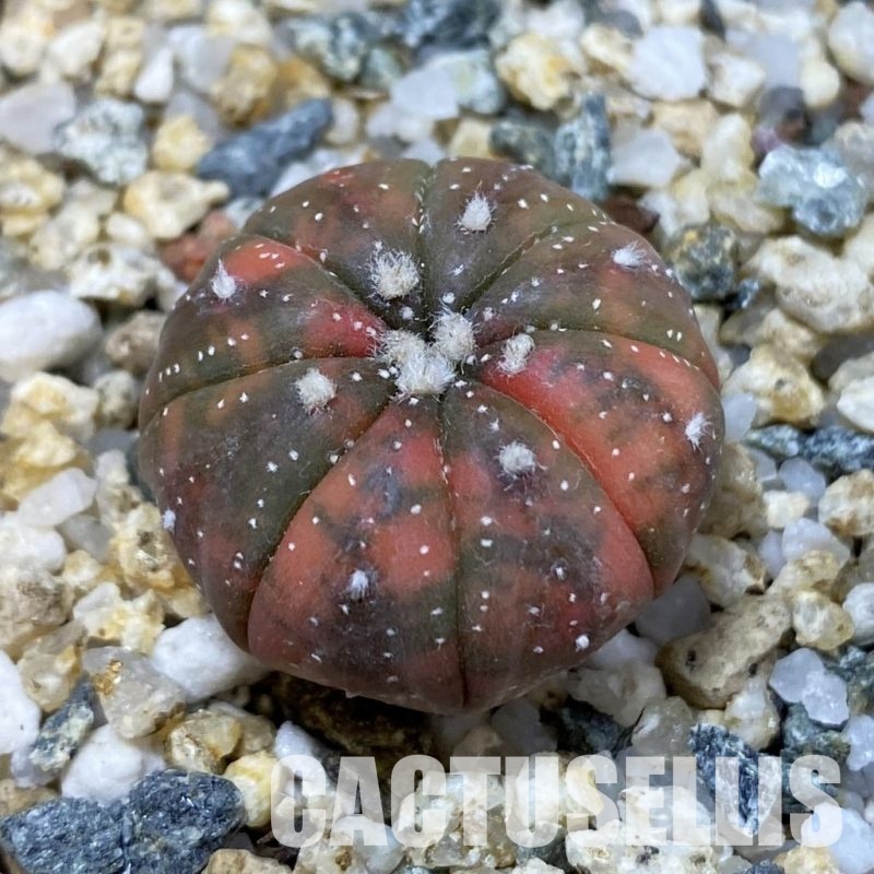 SH32600 Astrophytum asterias ‘Red Purple Skin’ f. variegata