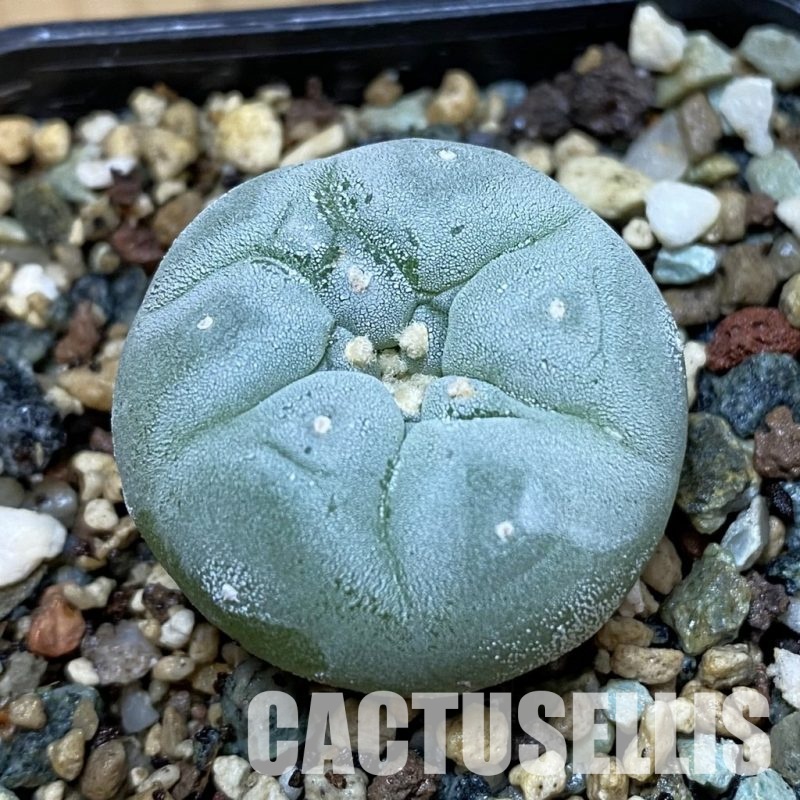 SH32601 Anhalonium frichii hybrid, seedling, own roots