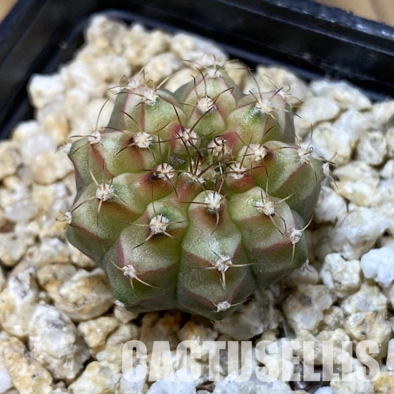 SH32602 Gymnocalycium mihanovichii ‘Neon’ hybrid