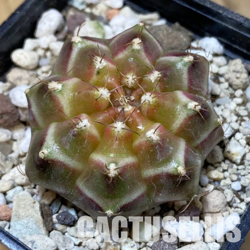 SH32603 Gymnocalycium mihanovichii ‘Neon’ hybrid