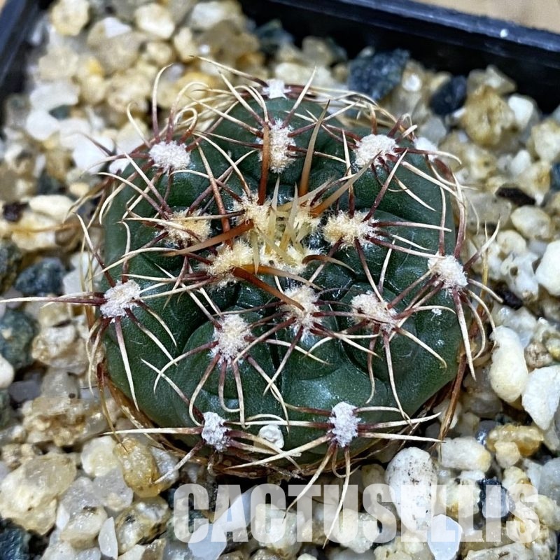 SH32605 Gymnocalycium aff. gaponii