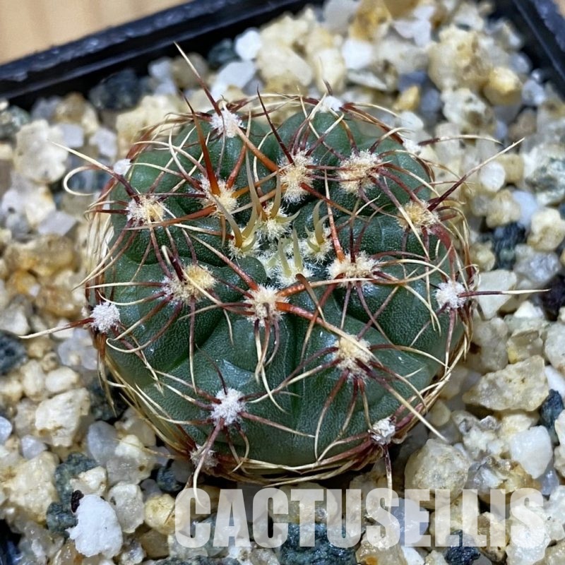 SH32606 Gymnocalycium aff. gaponii