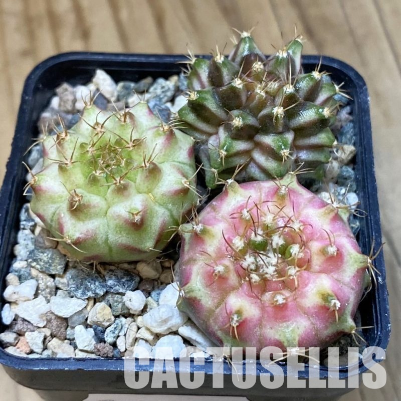SH32607 Gymnocalycium mihanovichii ‘Neon’ hybrid, seedling mix