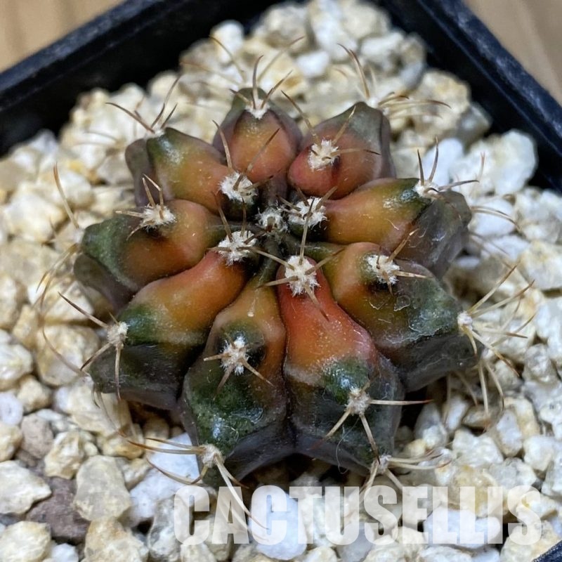 SH32608 Gymnocalycium mihanovichii f. variegata, seedling