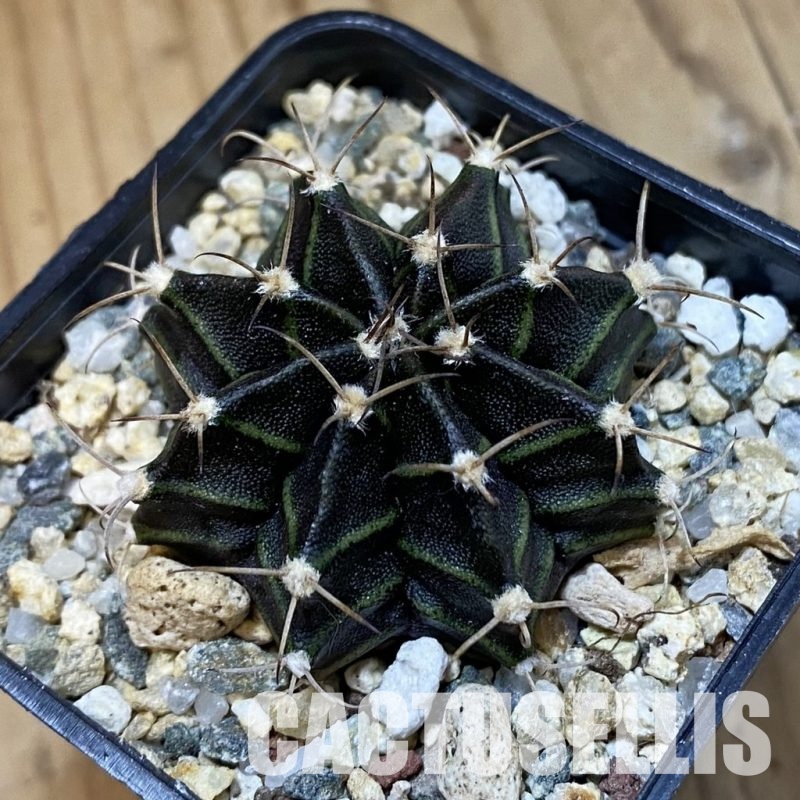 SH32609 Gymnocalycium mihanovichii ‘Black Widow’ hybrid, seedling