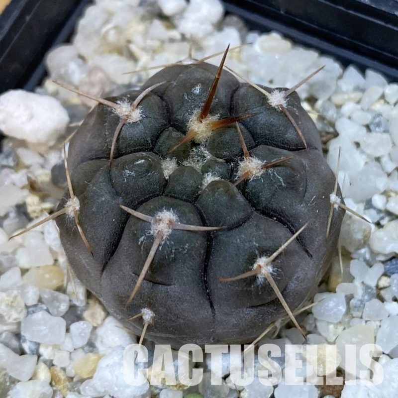 SH32611 Gymnocalycium nogolense VG 412