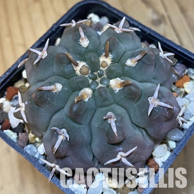 SH32612 Gymnocalycium vatteri v. unguispinum