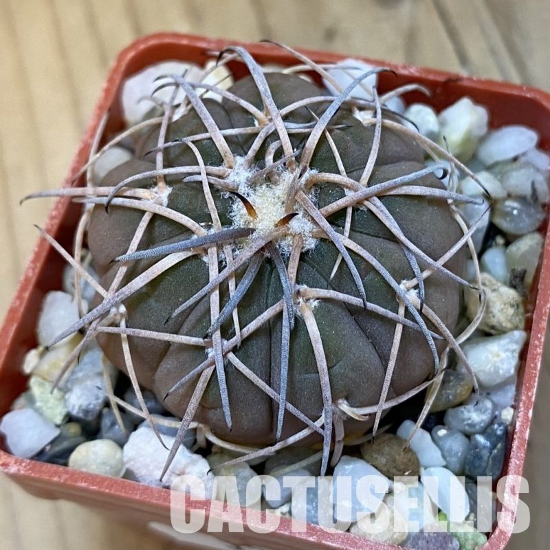 SH32614 Gymnocalycium spegazzinii v. punillense VS 80