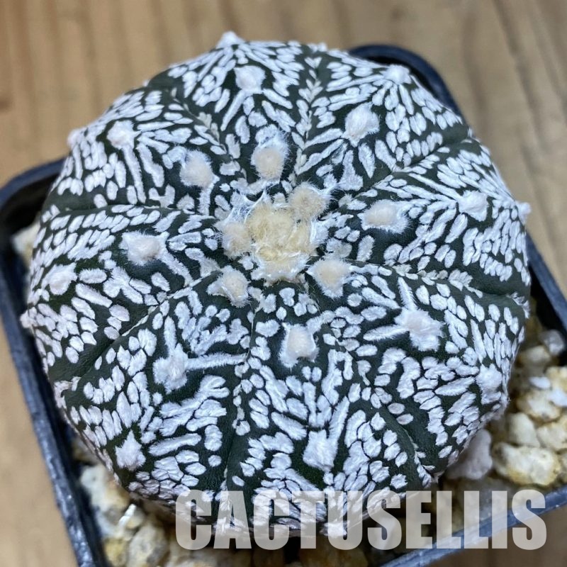 SH32593 Astrophytum asterias ‘Super Kabuto’ V-type