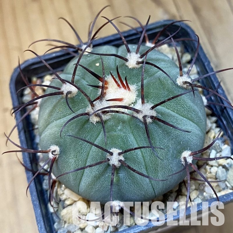 SH32617 Gymnocalycium cabreraense VOS 2122