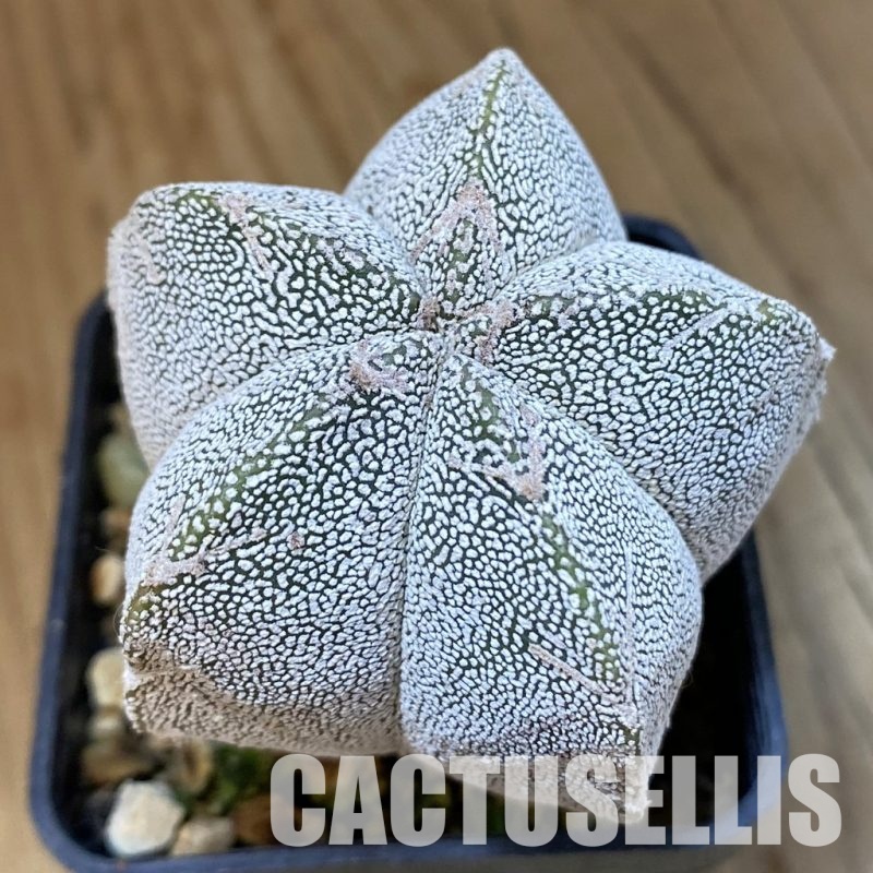 SH32618 Astrophytum myriostigma ‘Onzuka’ V-type