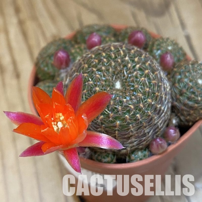 SH32619 Rebutia heliosa v. condorensis