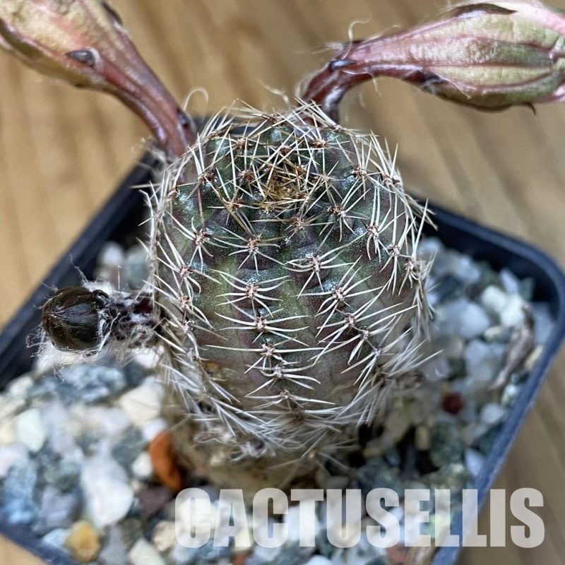 SH32620 Rebutia pygmaea v. pallida