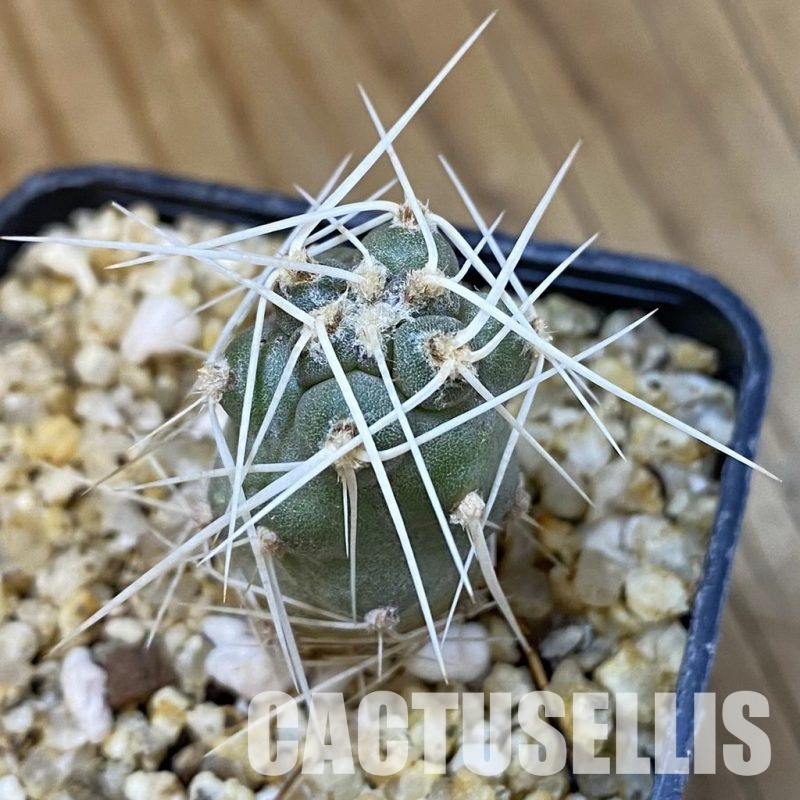 SH32623 Tephrocactus fiambalensis, seedling