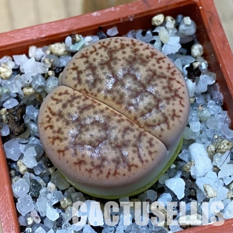 SH32709 Lithops pseudotruncatella v. alpina