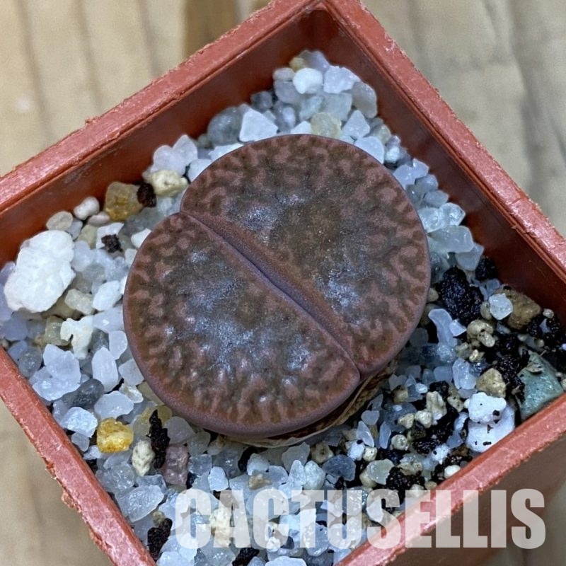 SH32710 Lithops bromfieldii v. glaudinae C393