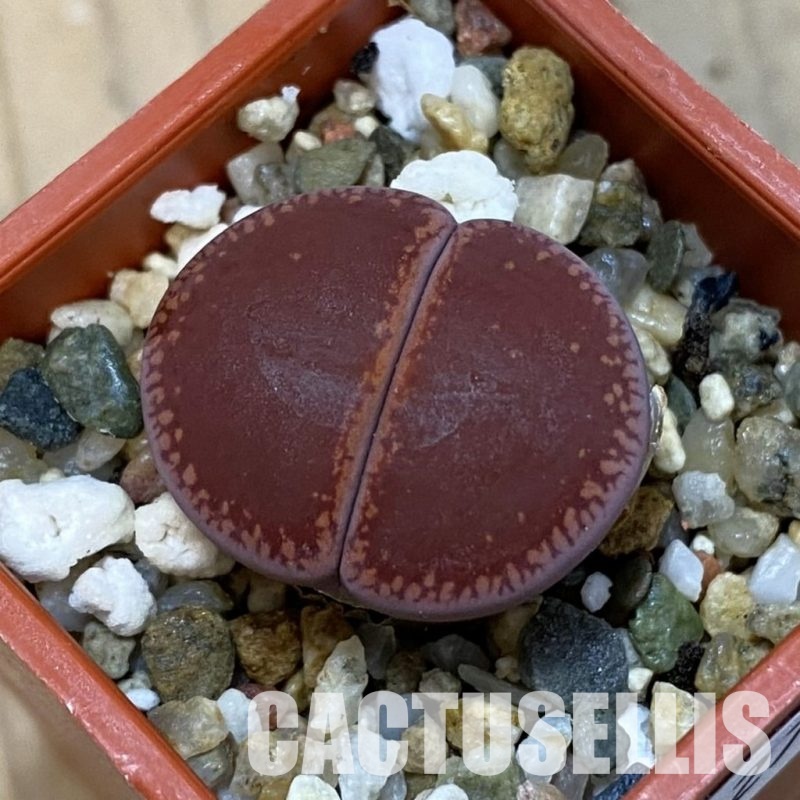 SH32711 Lithops aucampiae 'Buys Wiese'