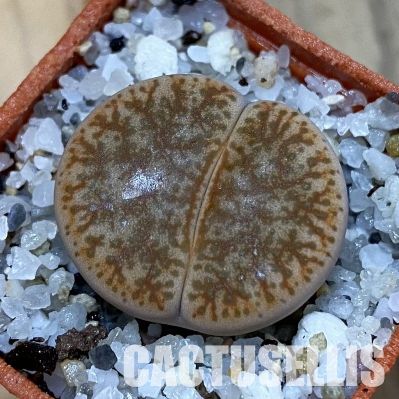 SH32712 Lithops pseudotruncatella v. alpina