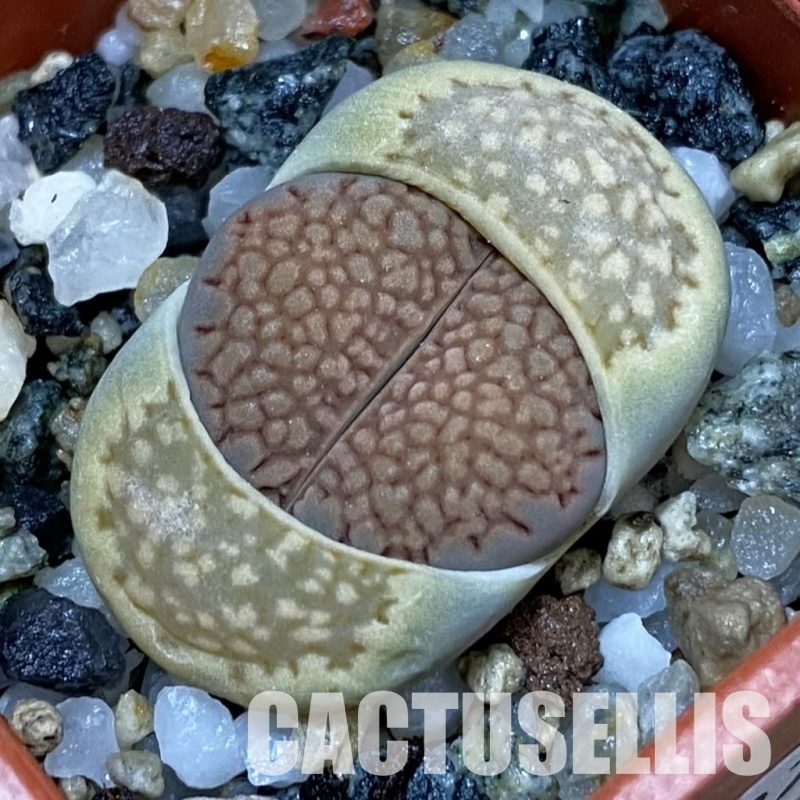 SH32713 Lithops hallii -Geelkop-