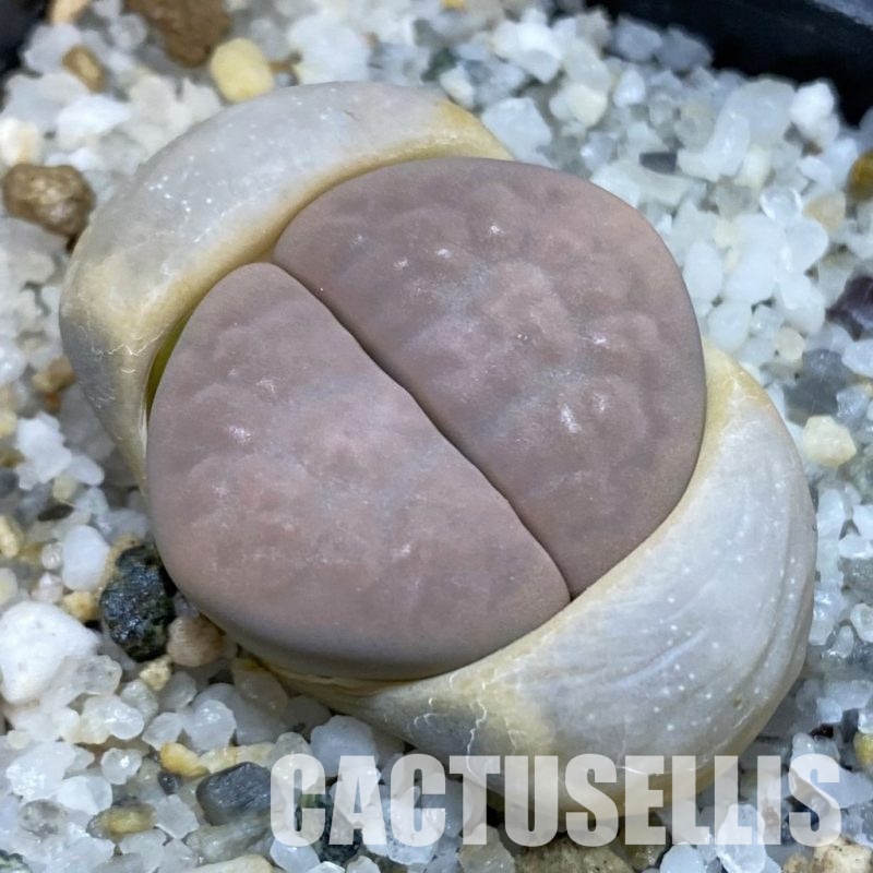 SH32669 Lithops karasmontana v. opalina
