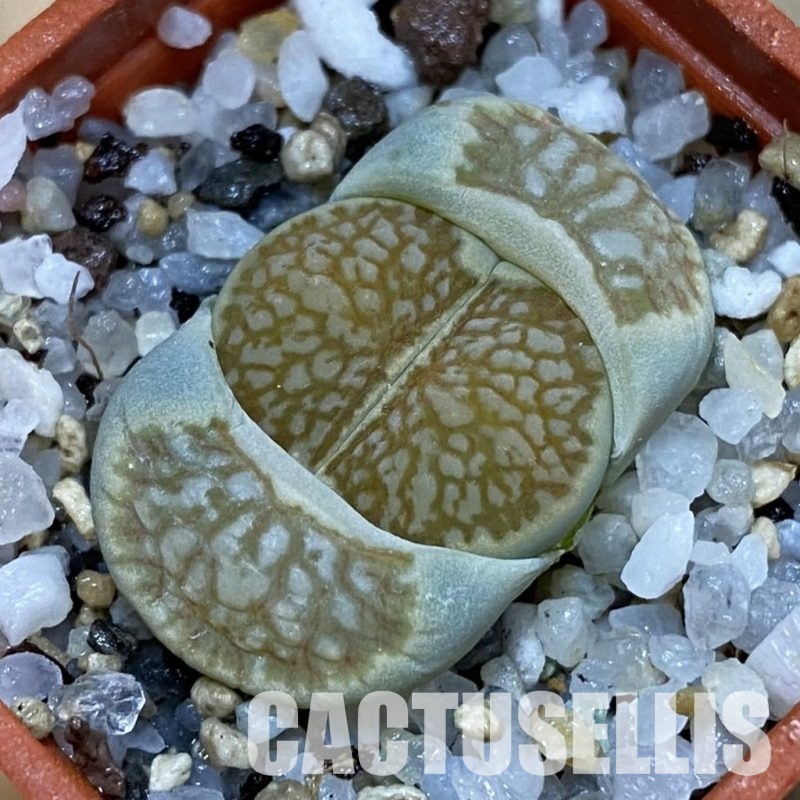 SH32714 Lithops julii 'Kikushogiyoku'