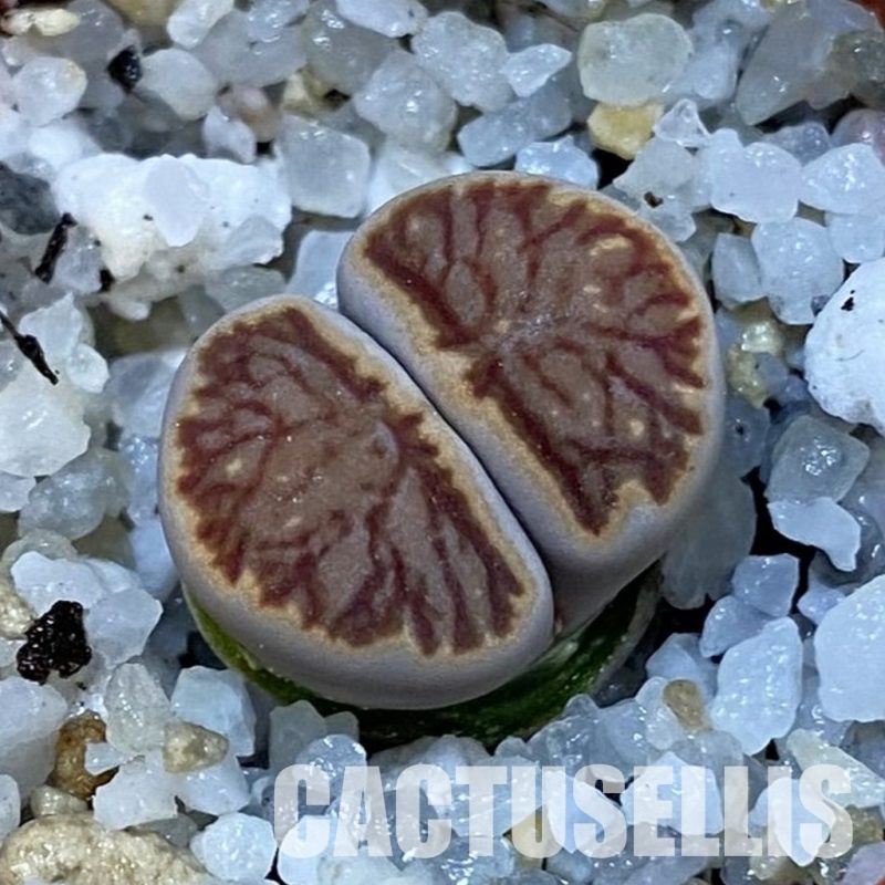 SH32715 Lithops julii 'Kikushogiyoku'
