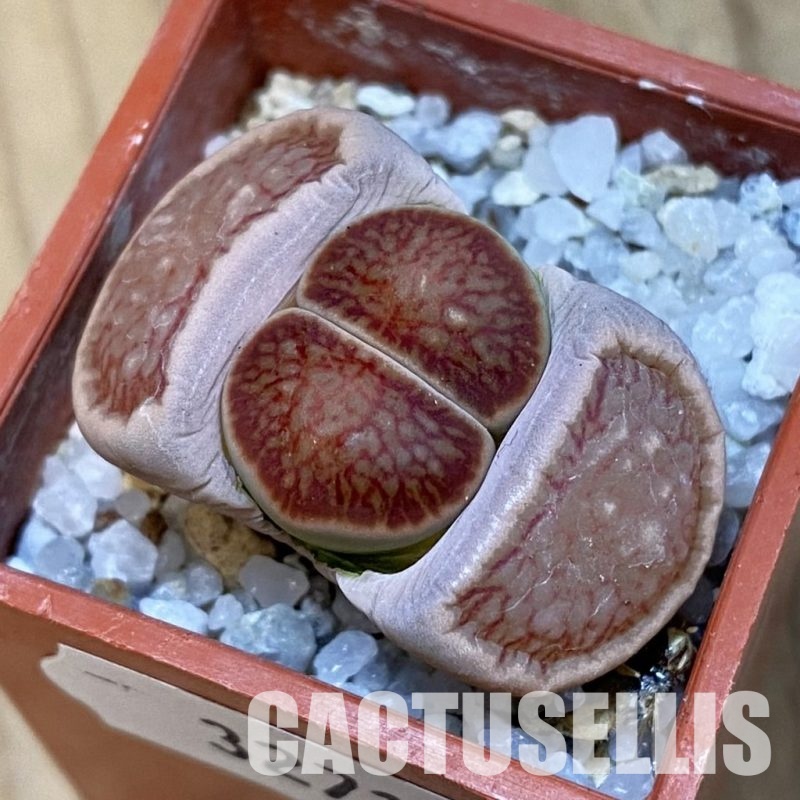 SH32716 Lithops julii 'Kikushogiyoku'