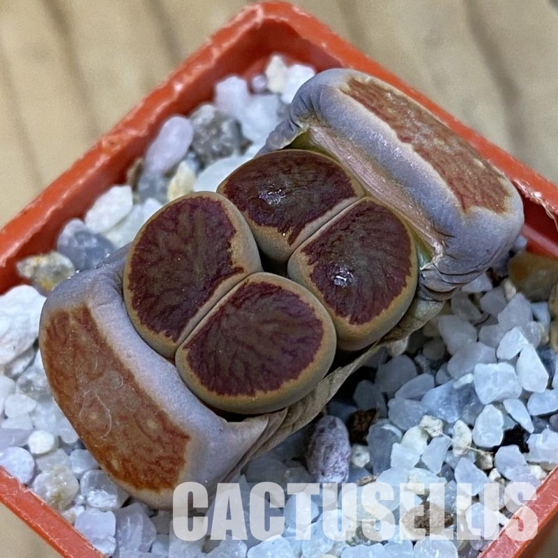 SH32717 Lithops julii 'Kikushogiyoku'