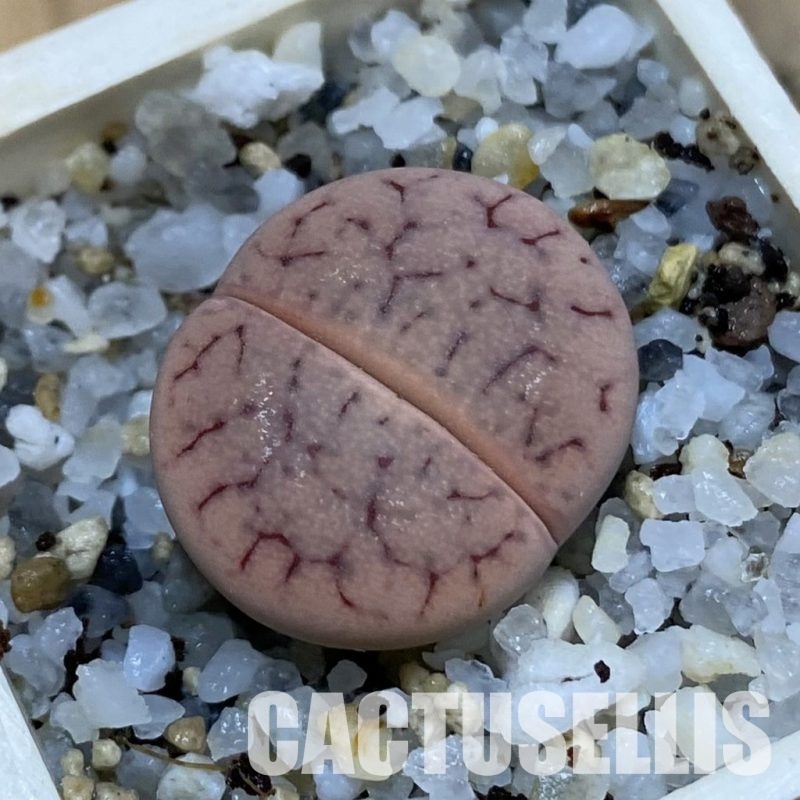 SH32718 Lithops gracilidelineata