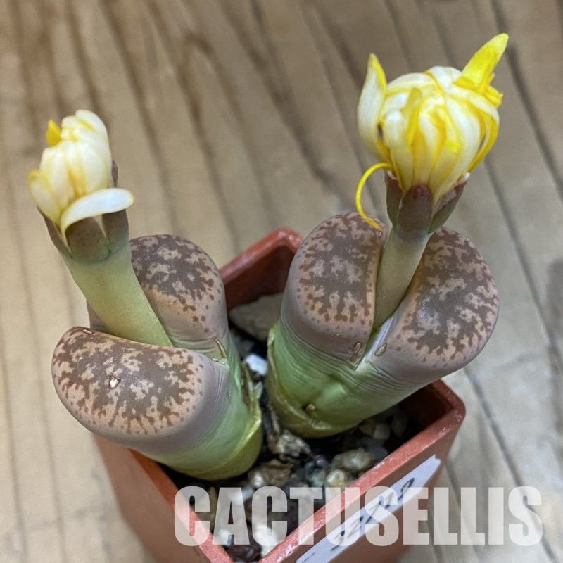 SH32719 Lithops gesineae