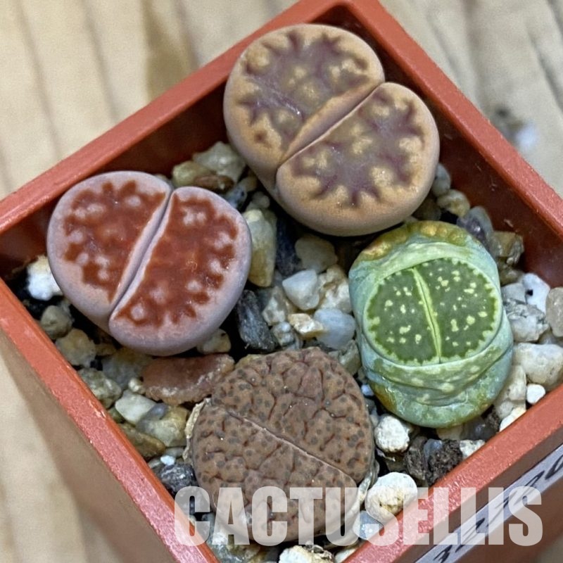 SH32720 Lithops mix